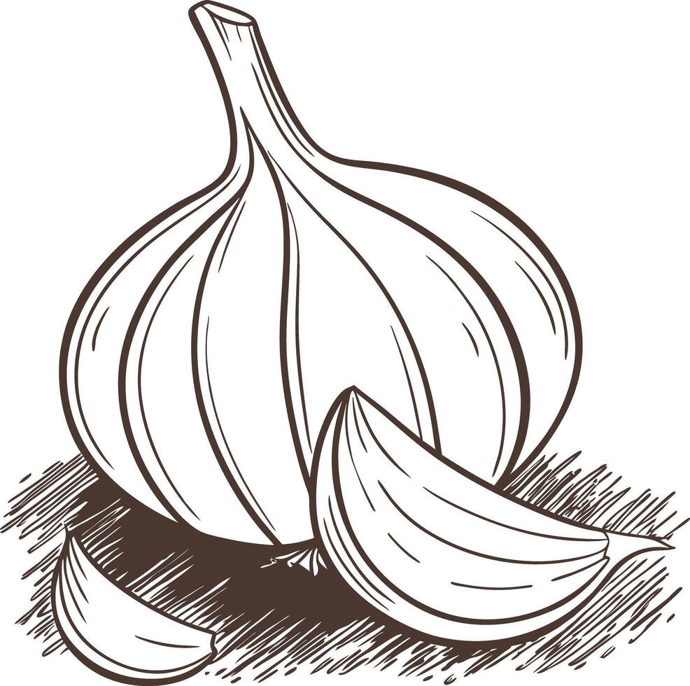 Garlic line art illustration vector