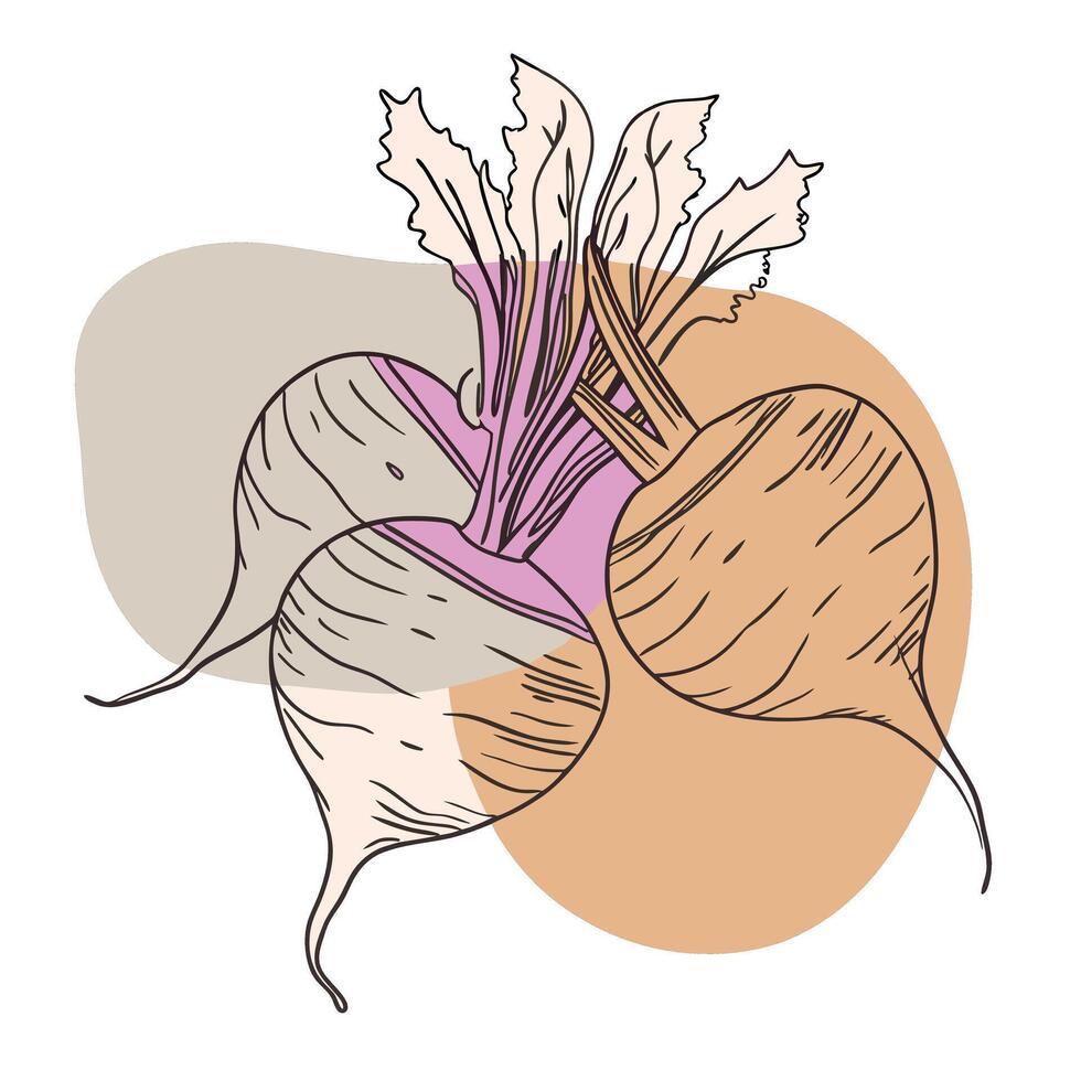 A drawing of a beet on a white background vector