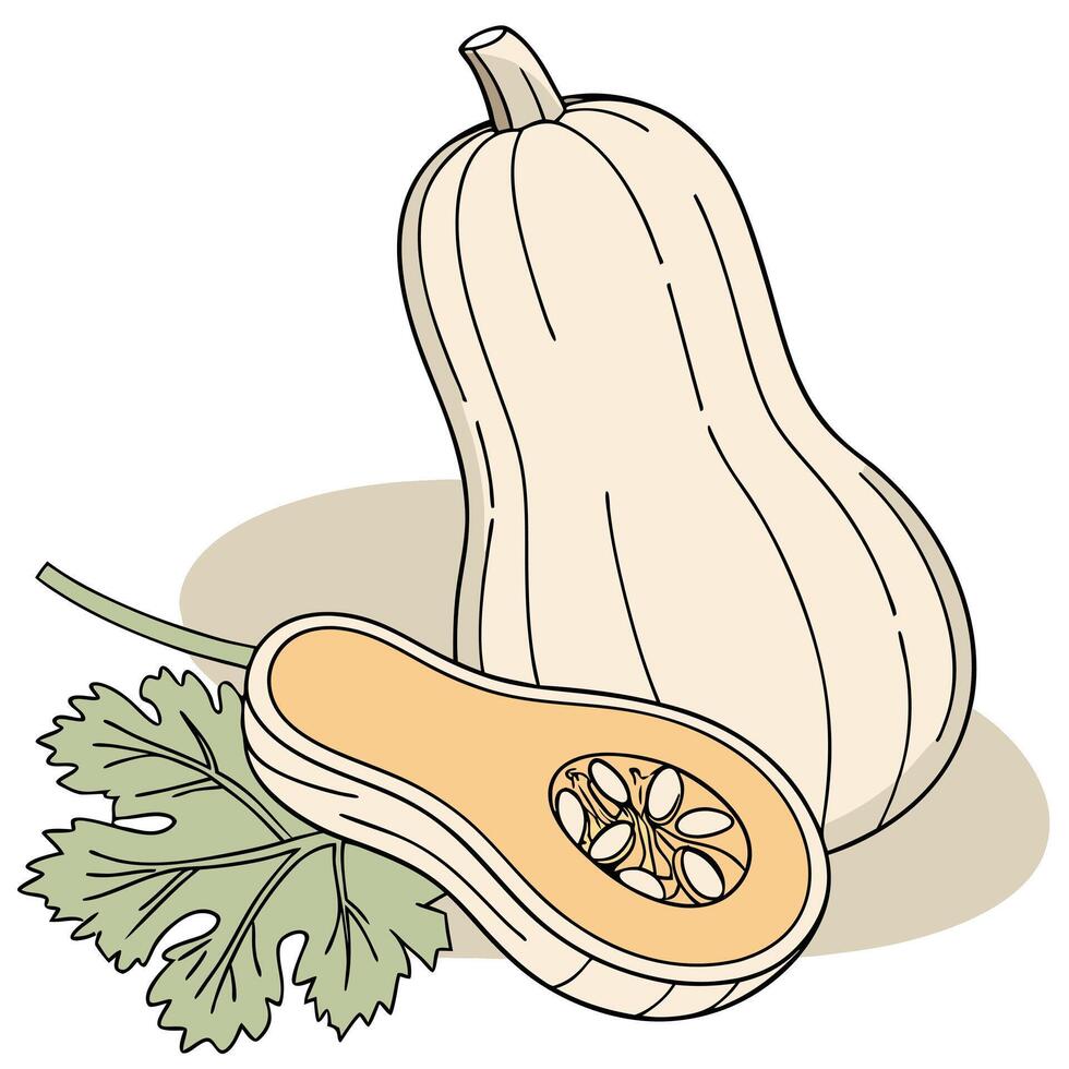 Butternut squash and parsley vector