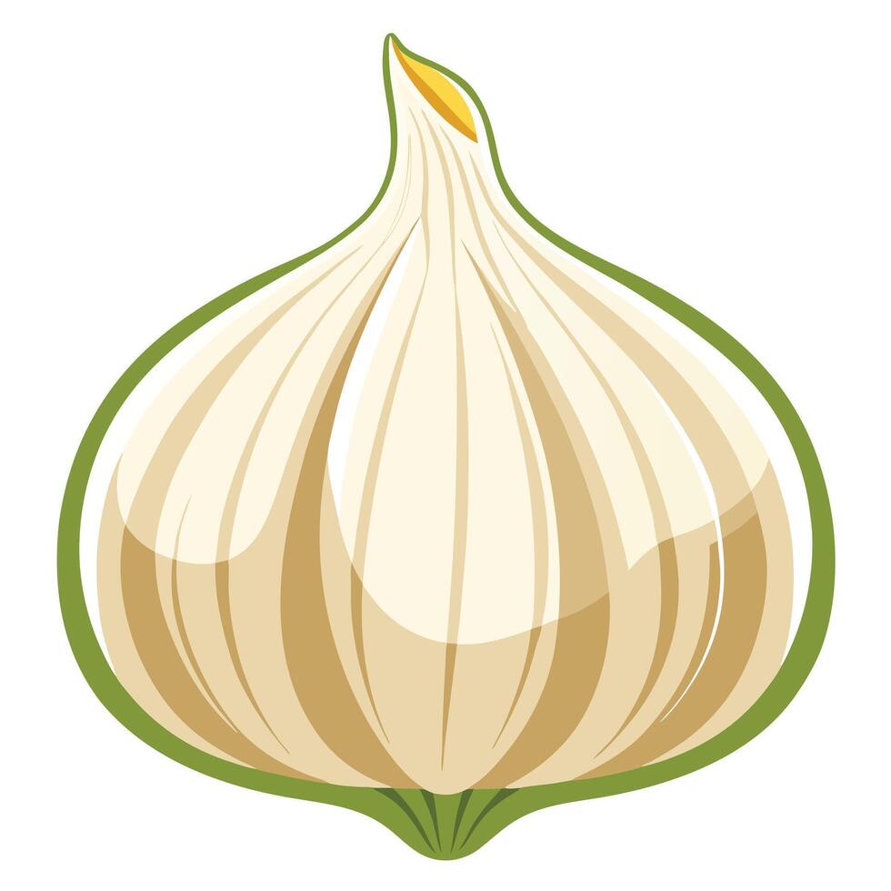A garlic on white background vector