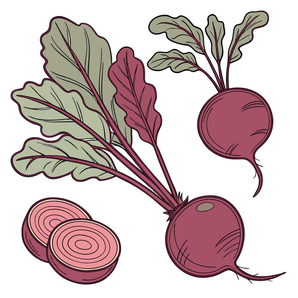 Beet on white background illustration vector