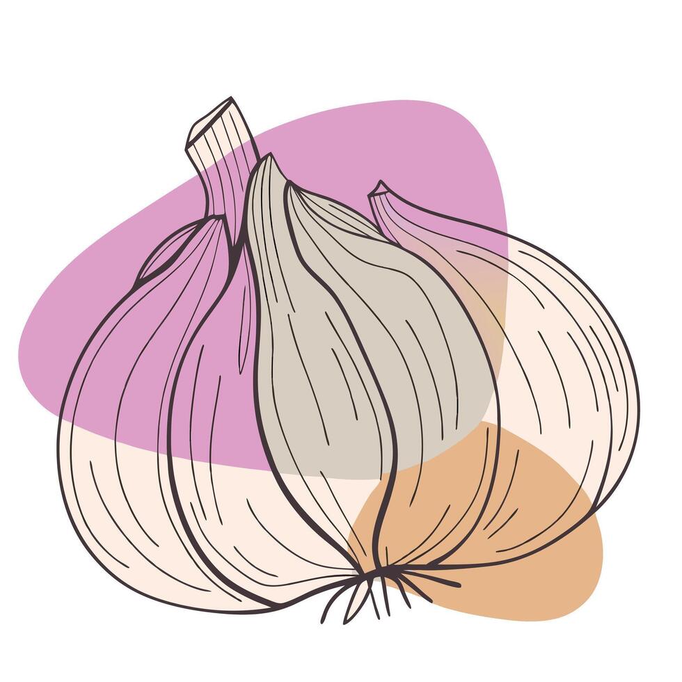 A drawing of a garlic bulb on a white background vector