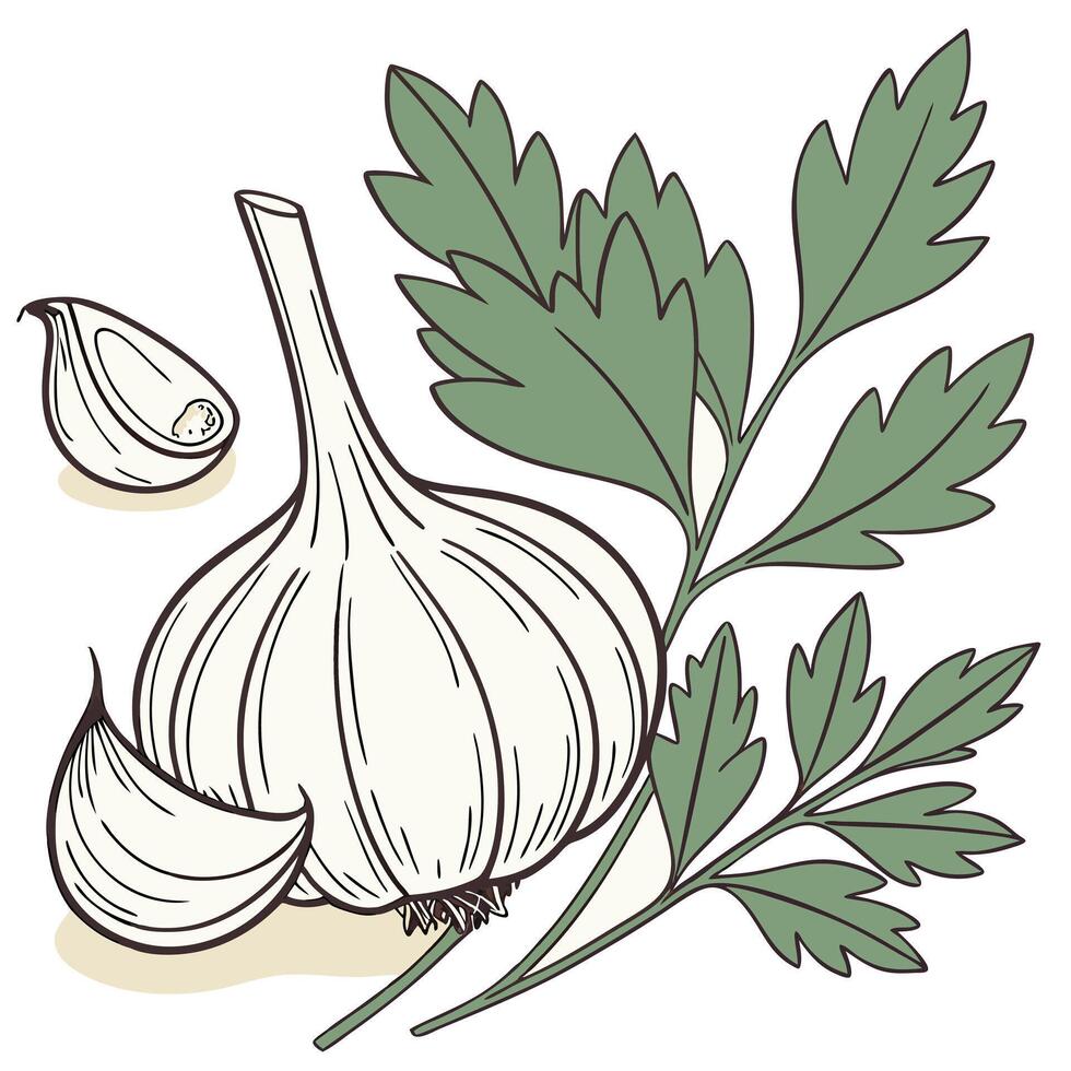 Garlic and leaves vector