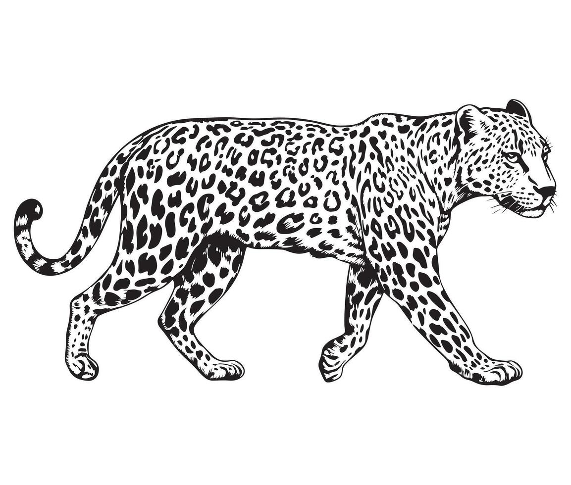 Illustration Hand-Drawn Leopard Design vector