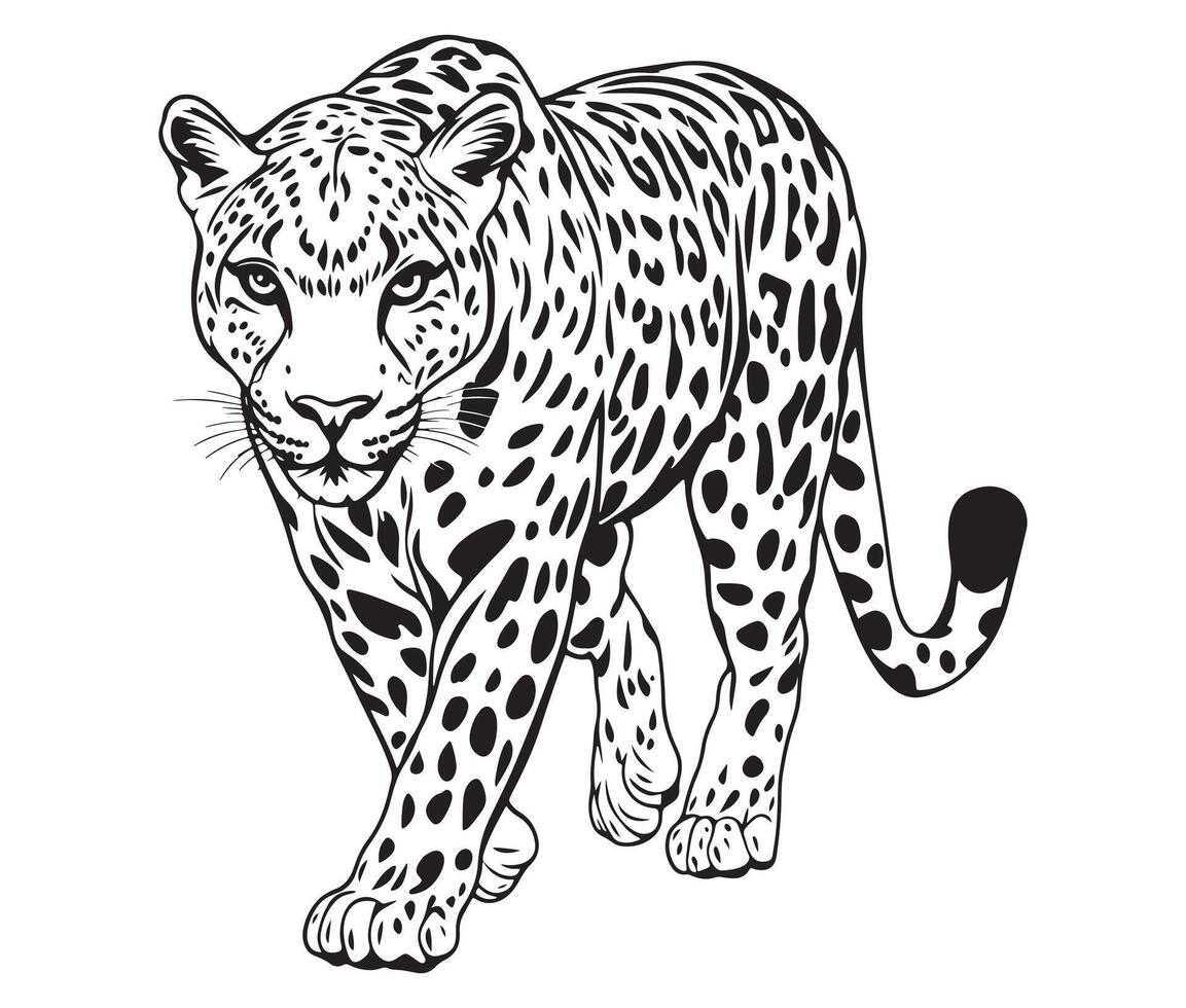 Wild Cat Drawing Leopard Illustration vector