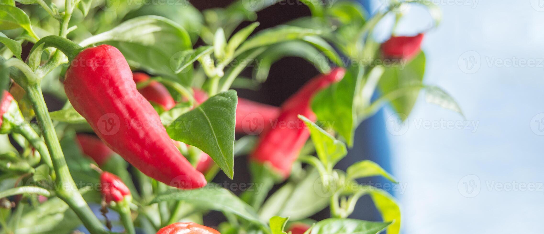Red chili peppers growing on a plant photo