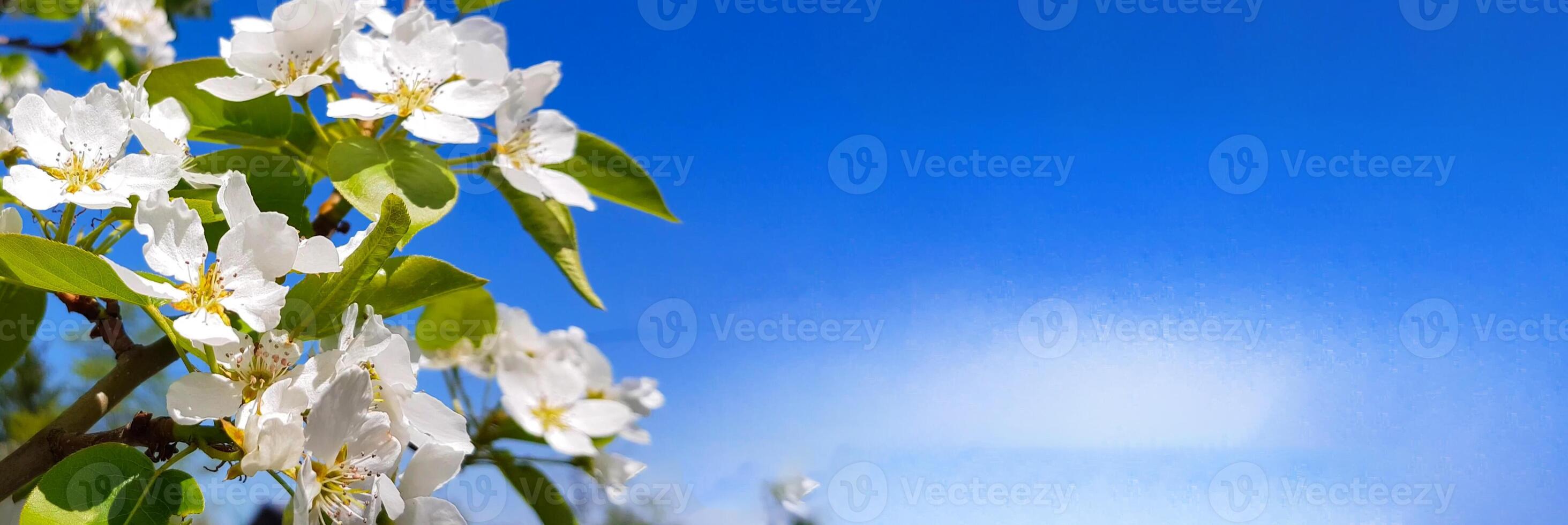 A close up of a tree with white flowers photo