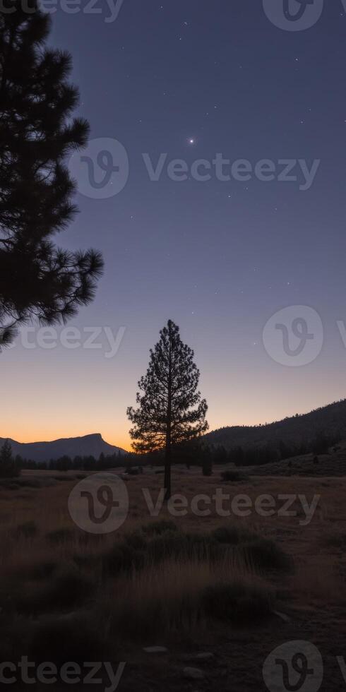 A lone tree stands in the middle of a field at dusk photo