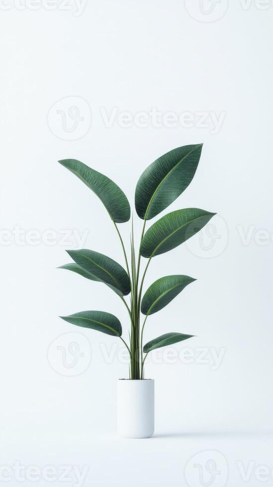 A potted plant in a white pot on a white background photo