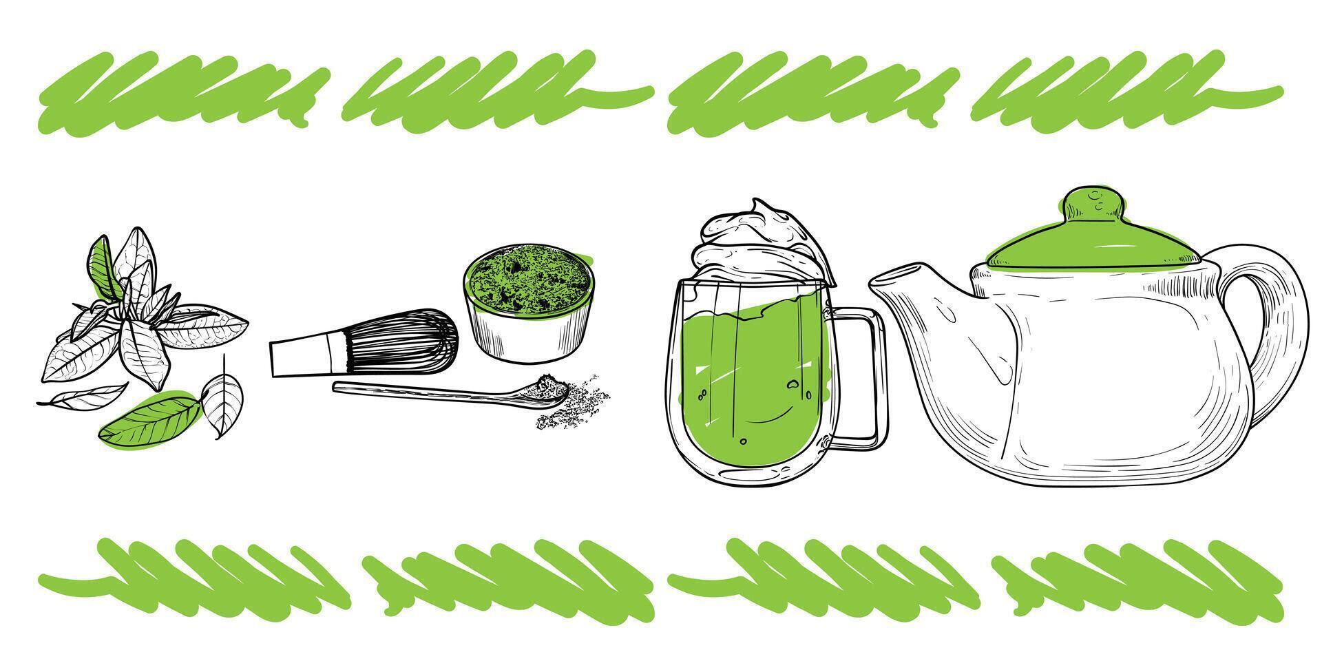 Matcha tea from plant to tea cup and pot. Hand drawn line art tea with green sketched touches of matcha plant, powder, cup and pot. Outline design only, no fill apart from the green details. vector
