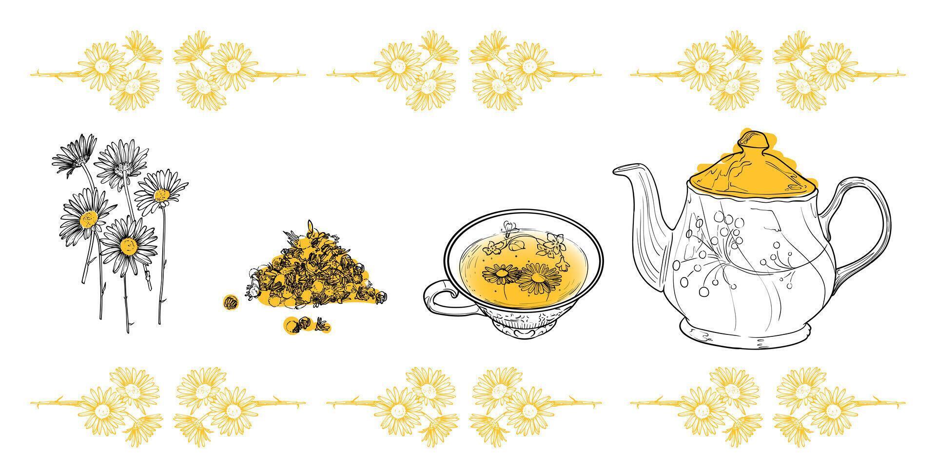 Line art tea from plant to pot. Hand drawn tea illustration. Chamomile tea design for online and print tea projects. Outline line art with flat colored details for bar or cafe menu designs. vector