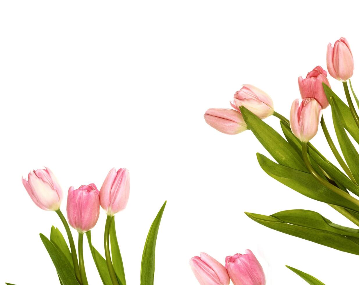 copy space. spring flowers tulips. floral collection. photo
