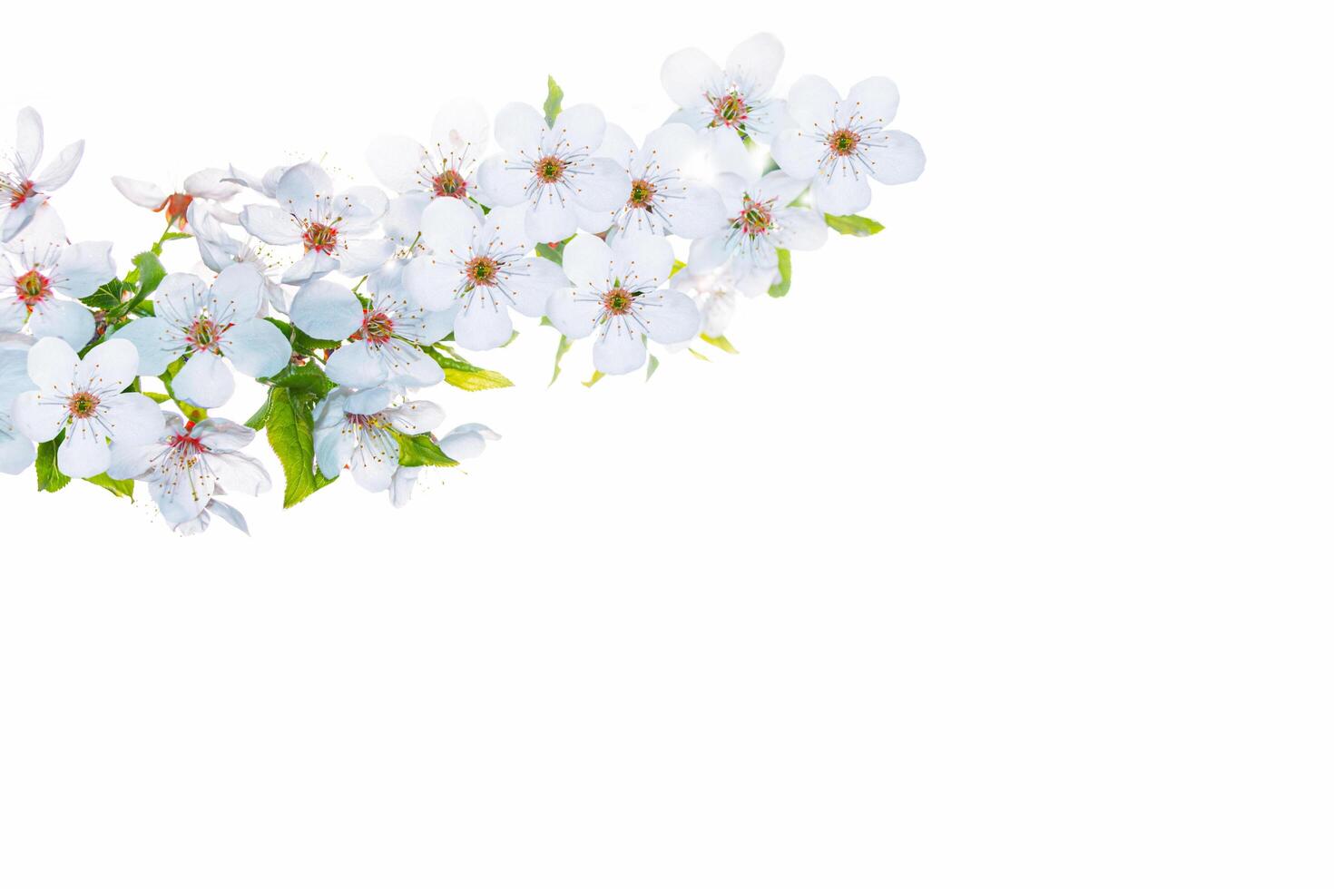 Flowering branch of cherry isolated on a white background. Delicate white flower. photo