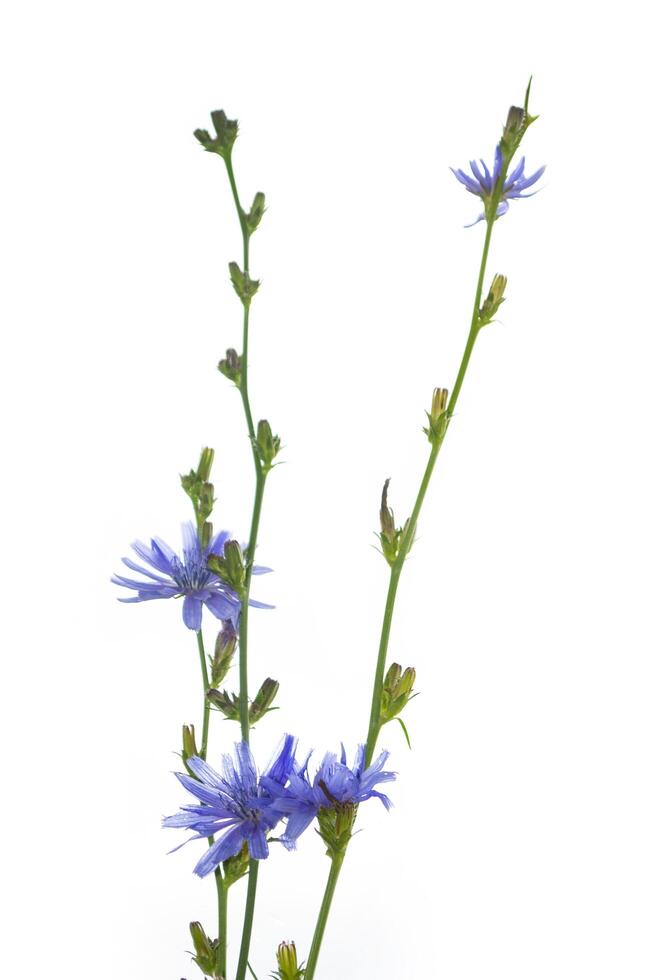 Flowers of common chicory. Cichorium intybus white background. photo