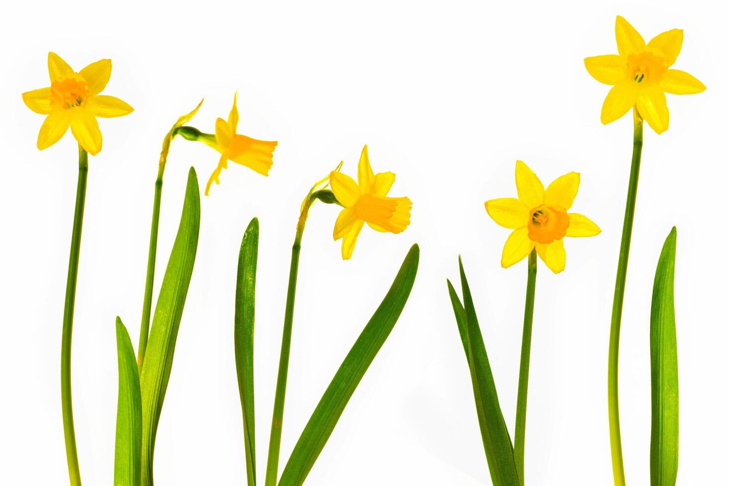 set. daffodil. spring flowers narcissus isolated on white background photo
