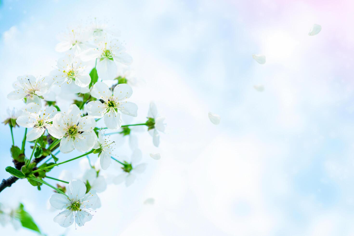 beauty in nature. Blossoming branch cherry. Bright colorful spring flowers photo