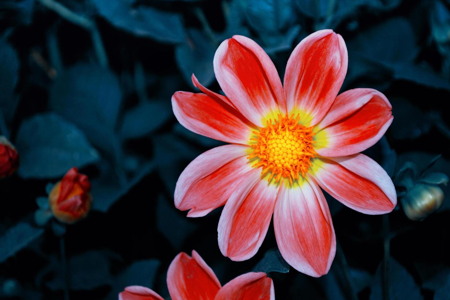 dahlia flowers on a background of the autumn landscape photo