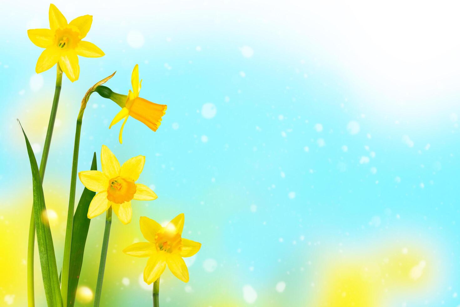Spring flowers of daffodils. Bright and colorful flowers. beauty in nature. photo
