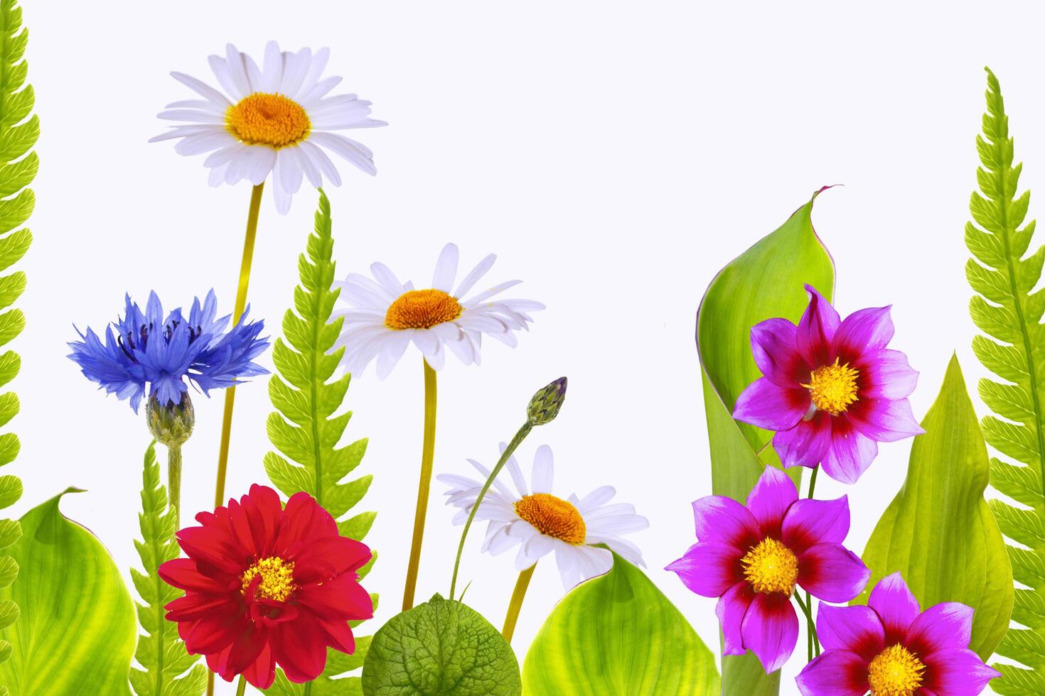 Bright colorful flowers isolated on light background. Floral arrangement. photo