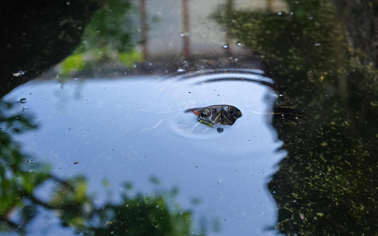 red eared slider a freshwater turtle from mexico a popular aquatic pet in a pond peeking on water surface to breathe with visible eyes and snout in landscape orientation photo