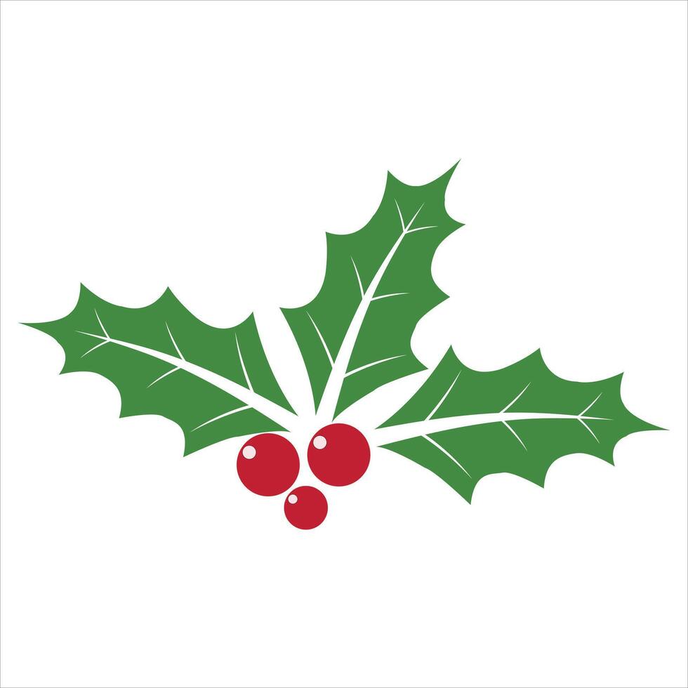 holly berry illustration vector
