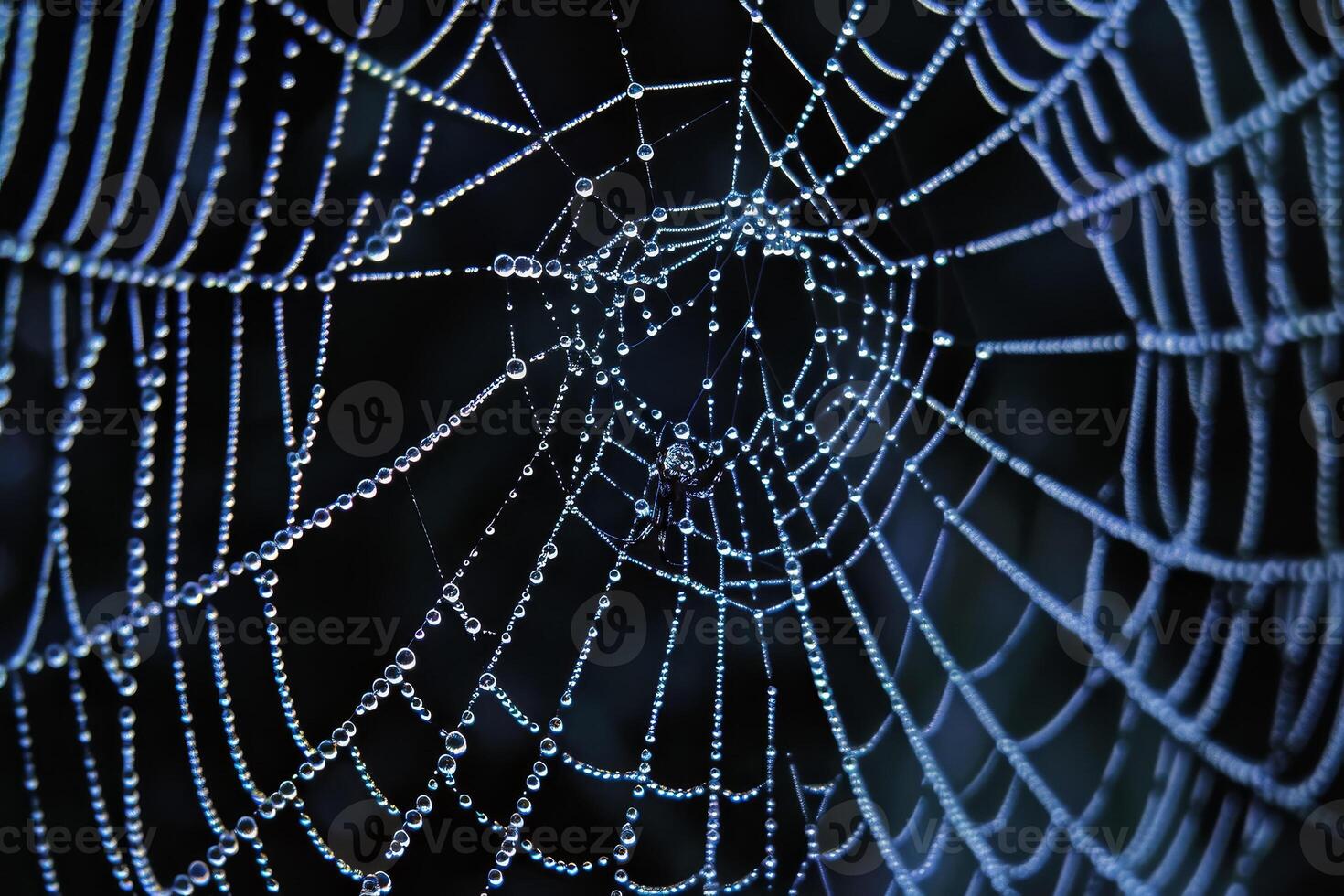 A spider web with water droplets on it photo