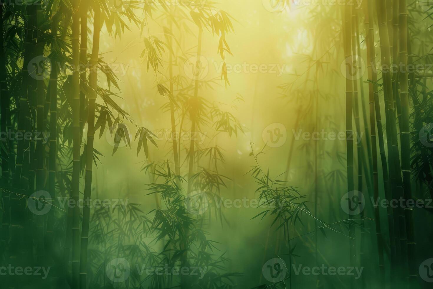 A bamboo forest with the sun shining through the trees photo