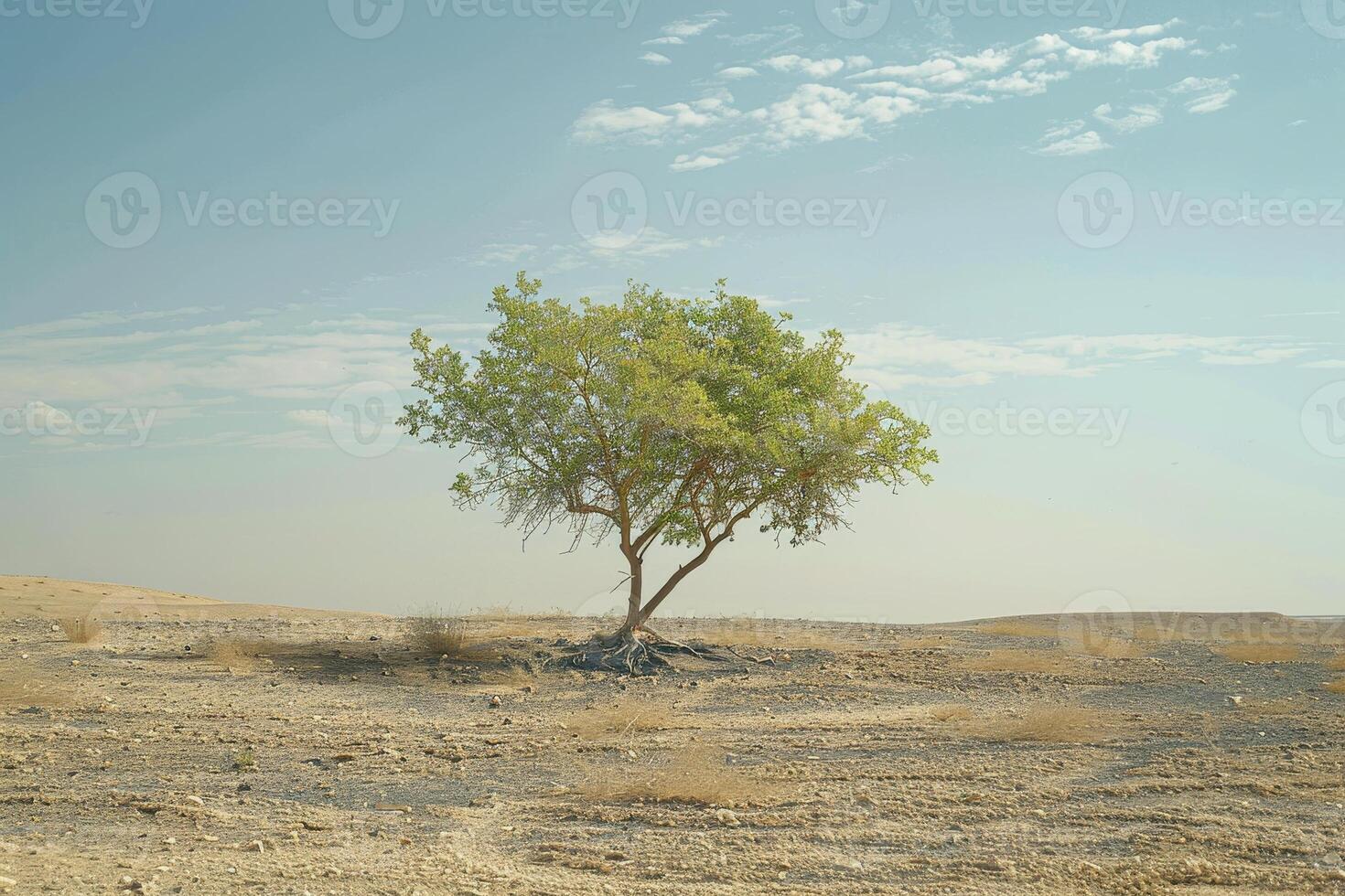 A lone tree in the middle of a desert photo