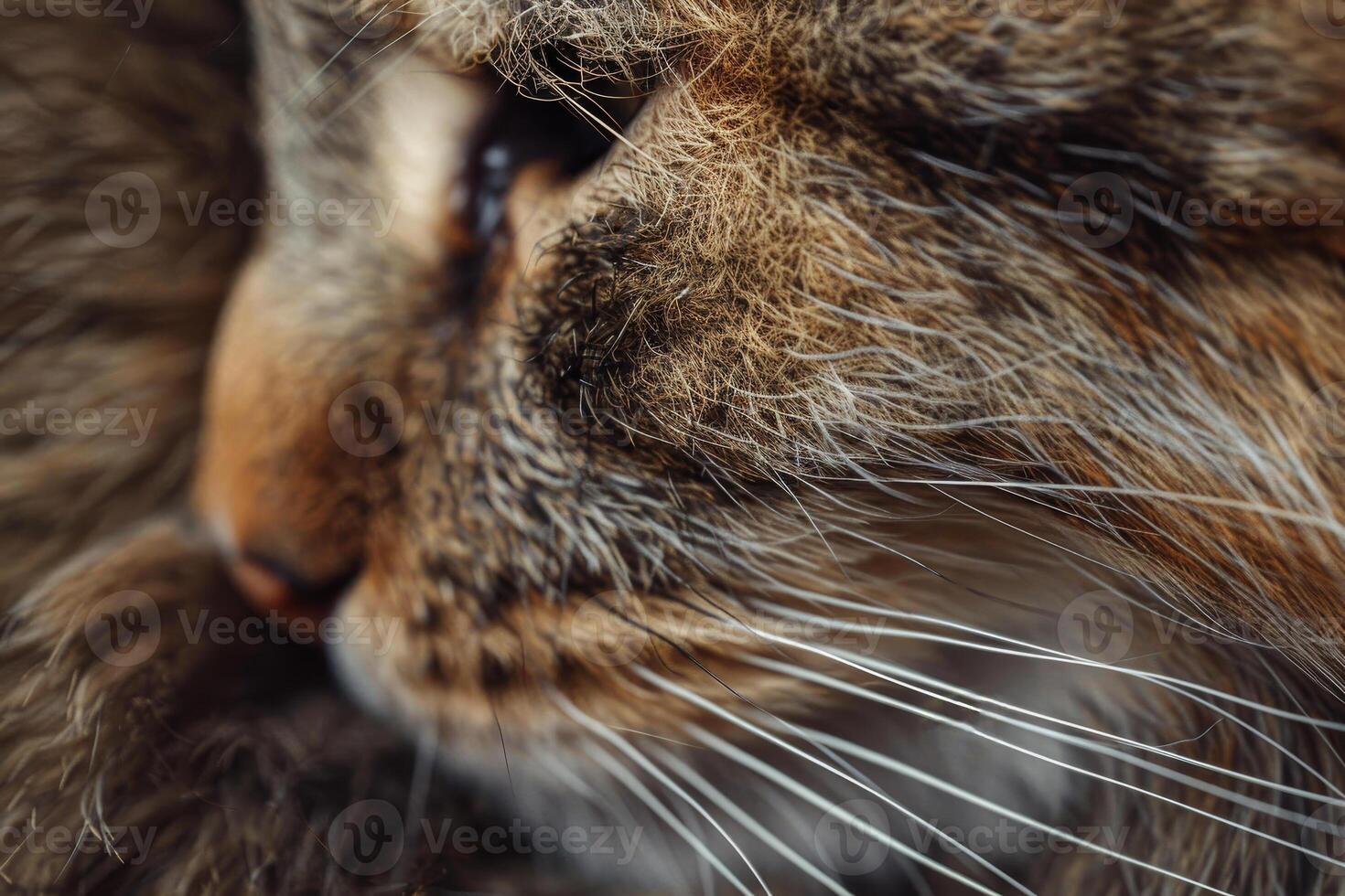 A close up of a cat's face photo