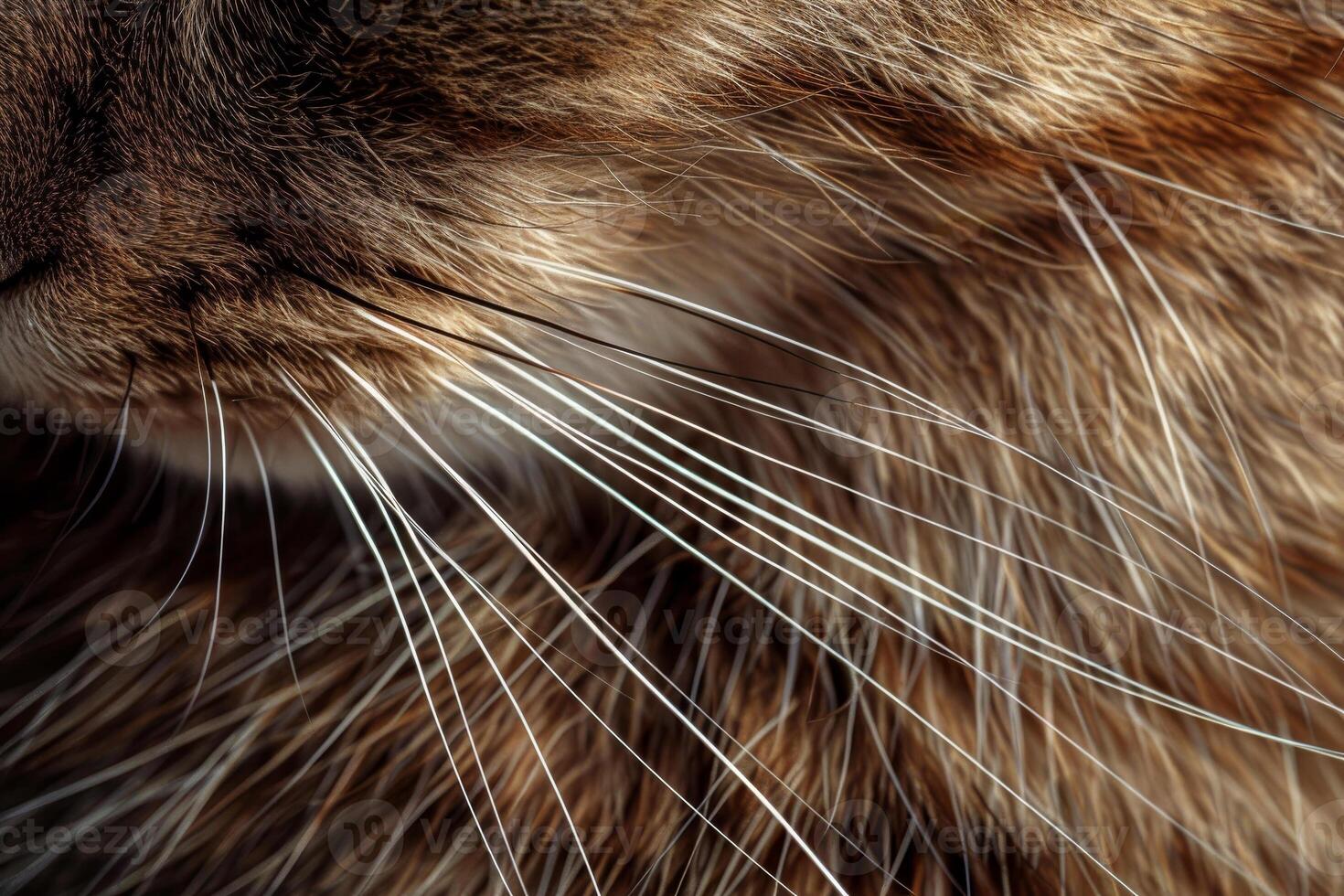 A close up of a cat's face photo
