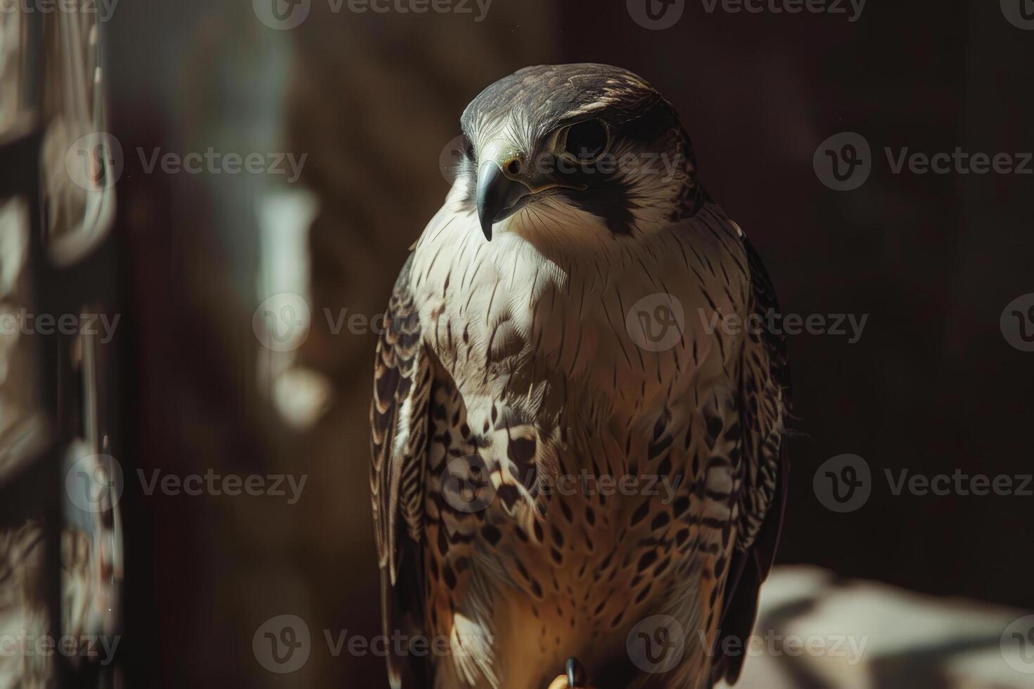 A bird of prey perched on a branch photo