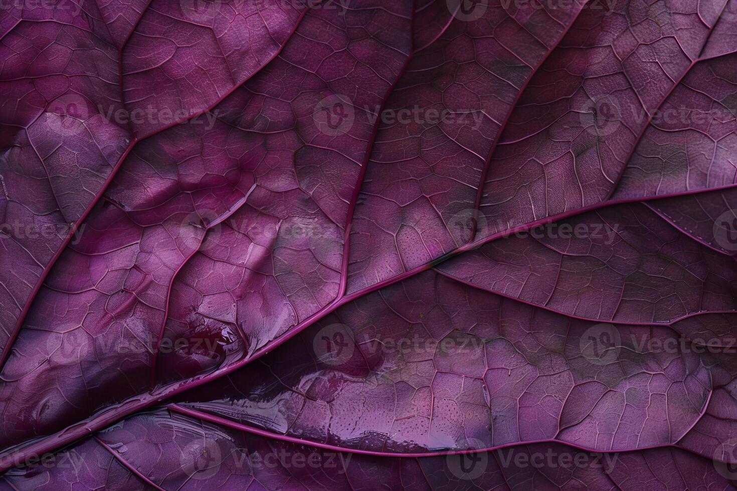 A close up of a purple leaf photo