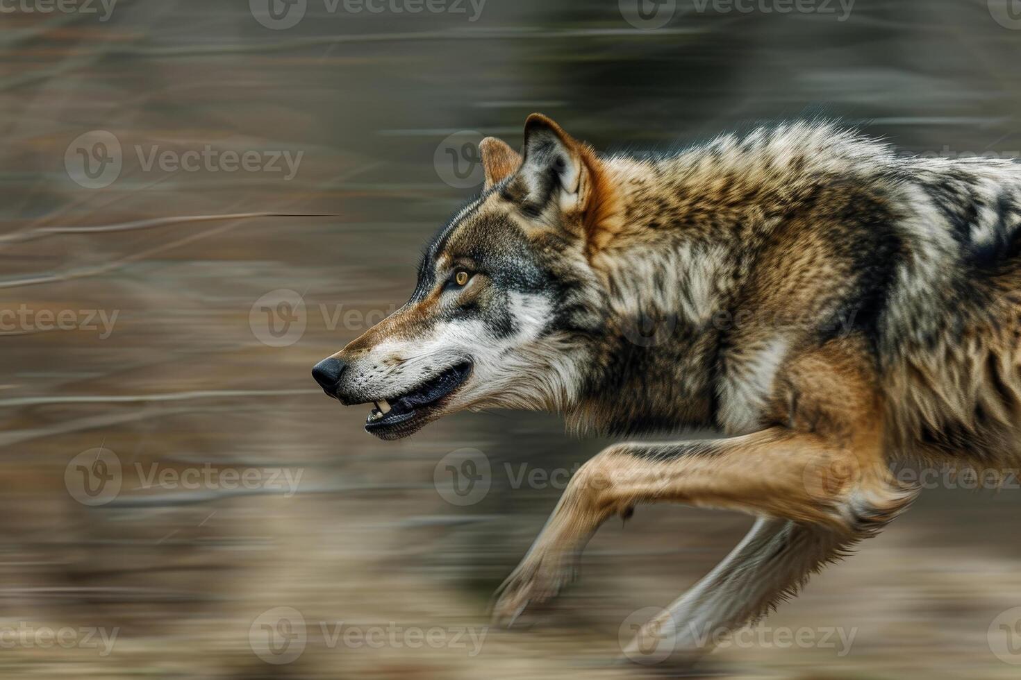 A wolf running in the woods photo