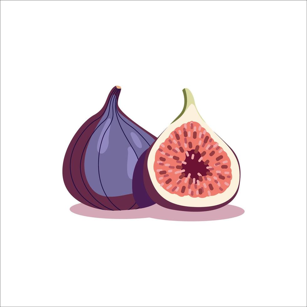 Hand drawn illustration of figs. Tropical fruit design. vector