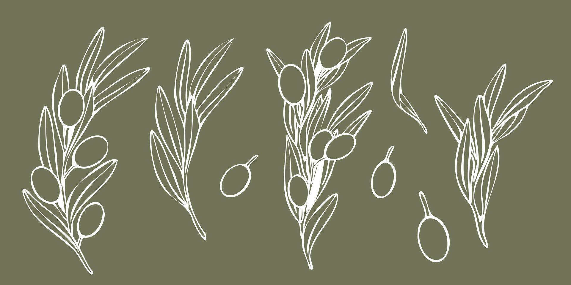 olive tree branch with leaves and olives fruit. Hand drawn outline floral illustration, contours without color fill for logo, package design, greetings, wallpapers, print, fabric vector