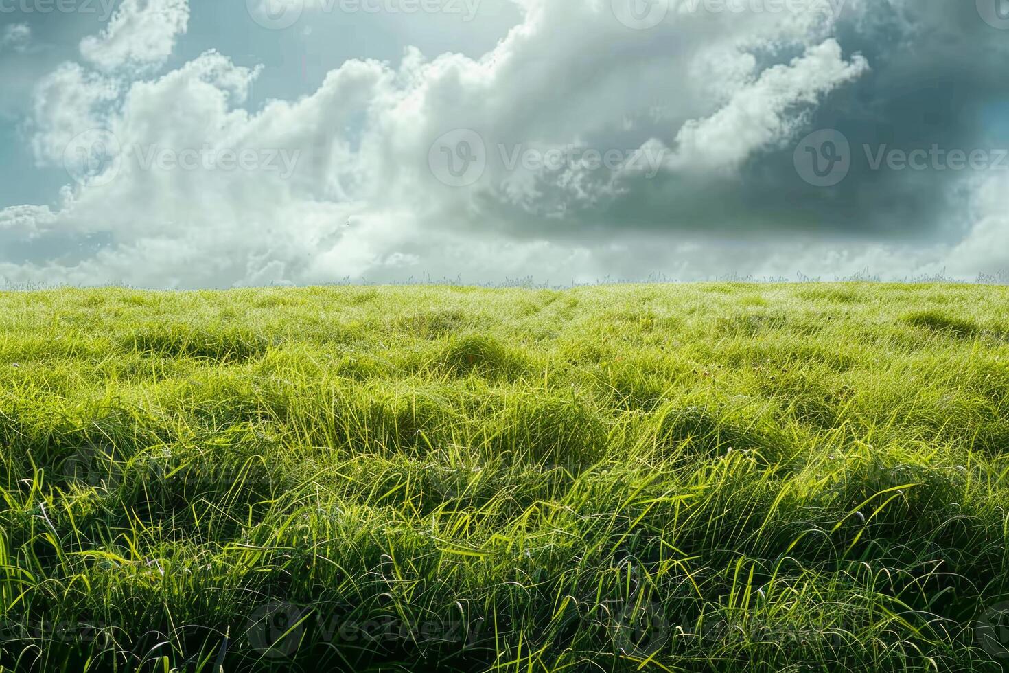A field of grass is covered in dew and is surrounded by a cloudy sky photo