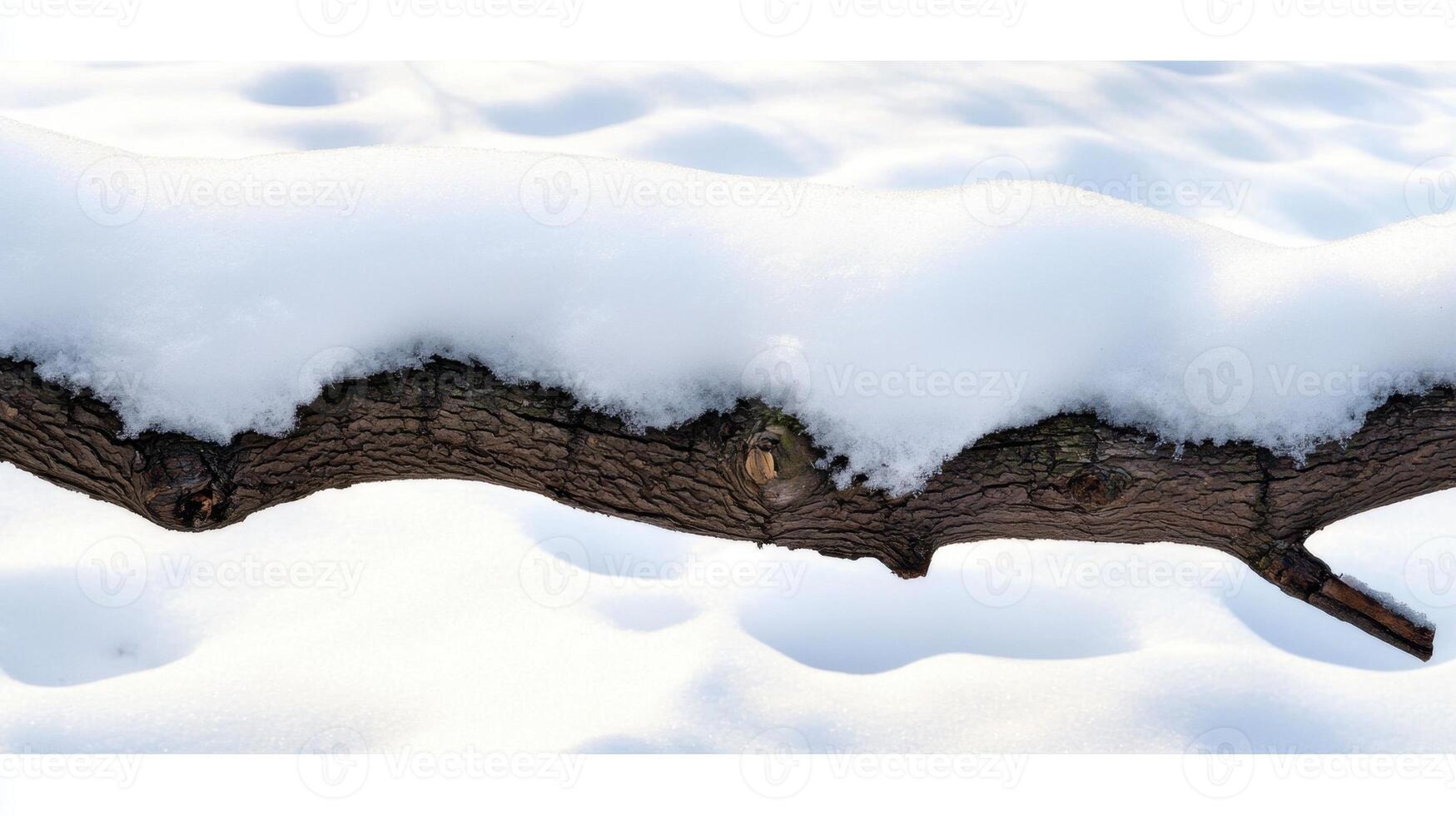 A branch covered in snow photo