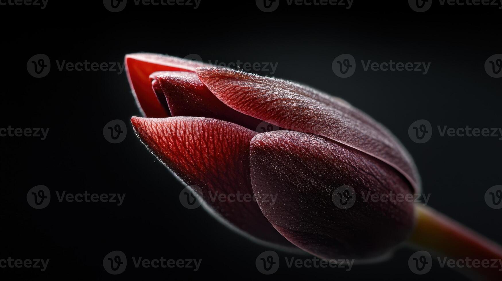 A close up of a red tulip flower photo
