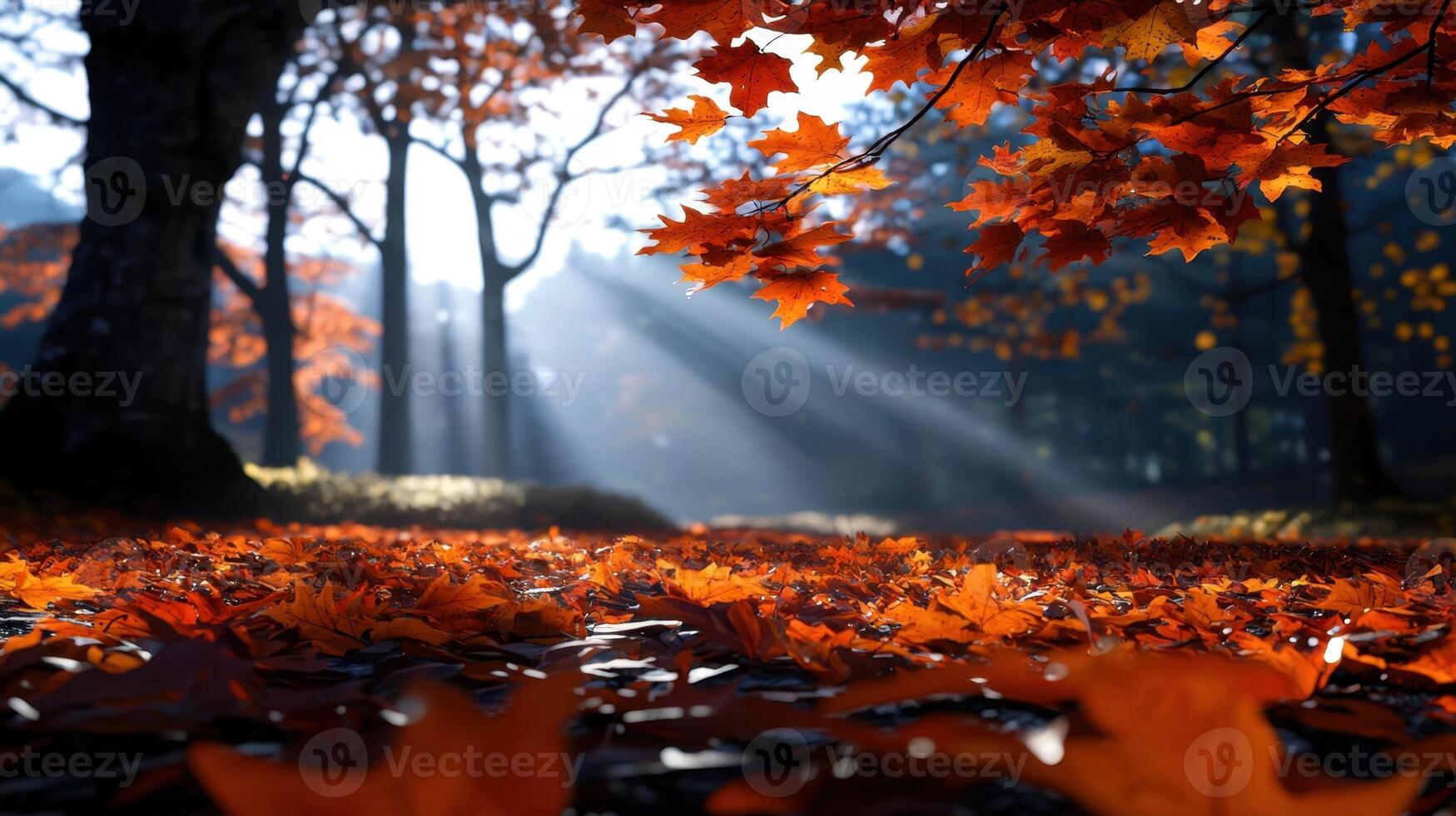 Autumn leaves on the ground in a forest photo