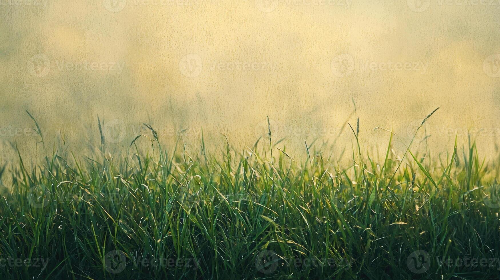 A field of grass with fog in the background photo