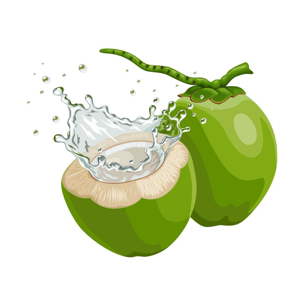 Illustration of fresh green coconut with splashes of coconut water, isolated on white background. vector