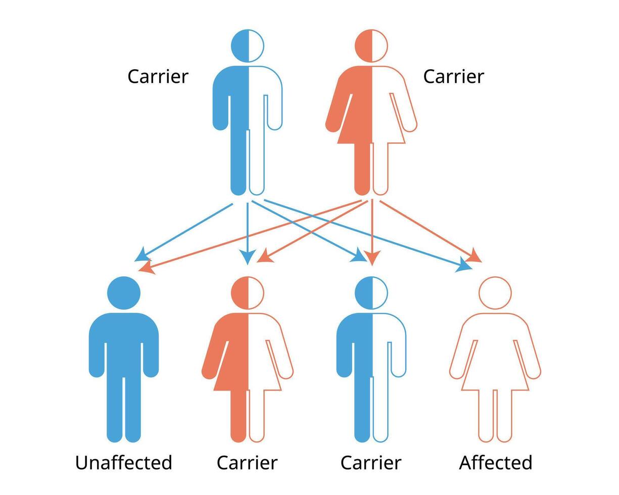 Mendelian genetics of the three possible genetic conditions for a trait inherited in a recessive manner vector