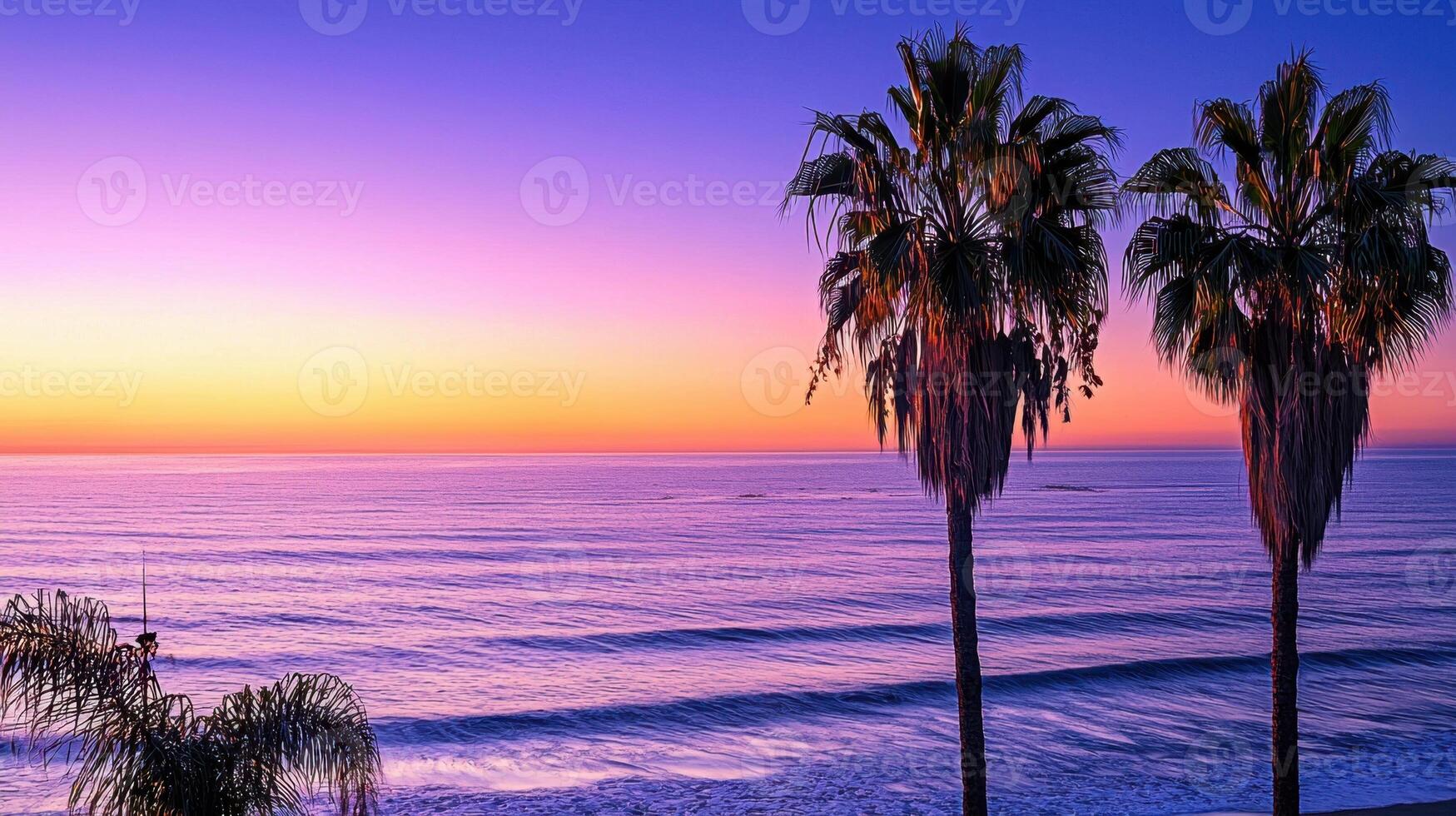 Palm trees at sunset in laguna beach, california photo