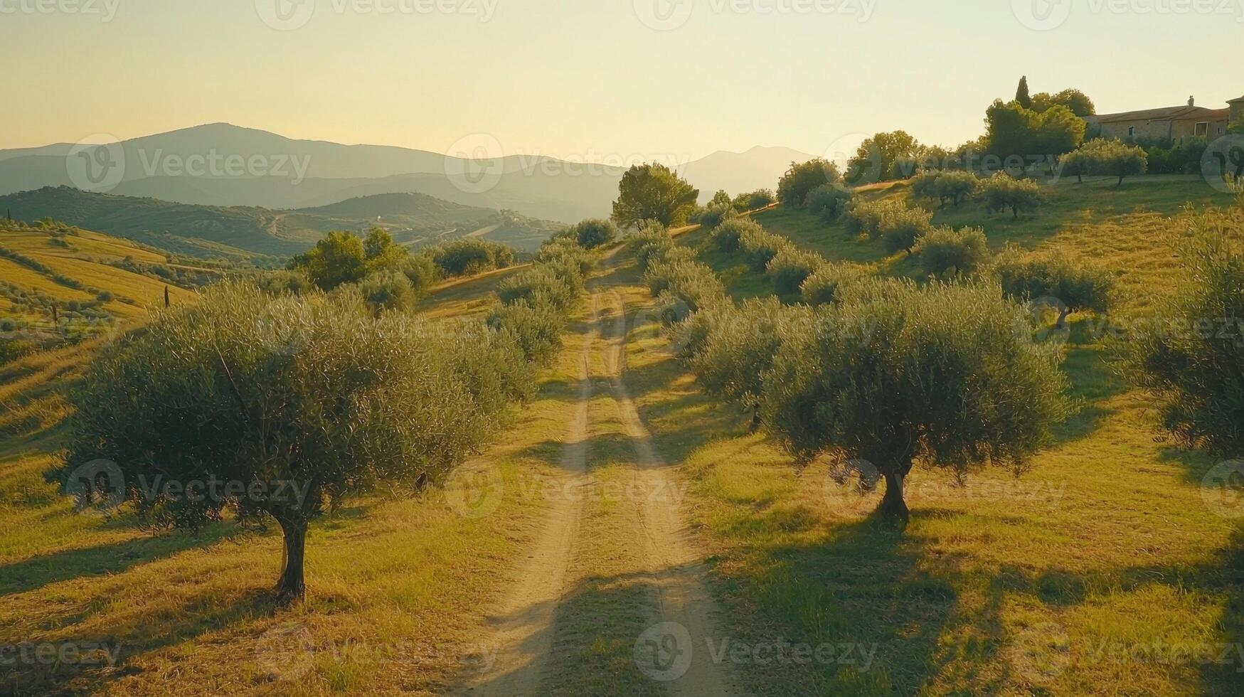 Rolling hills of Tuscany feature neatly arranged olive trees along a dirt road. The warm sunset light bathes the landscape in golden hues, creating a serene and tranquil atmosphere photo