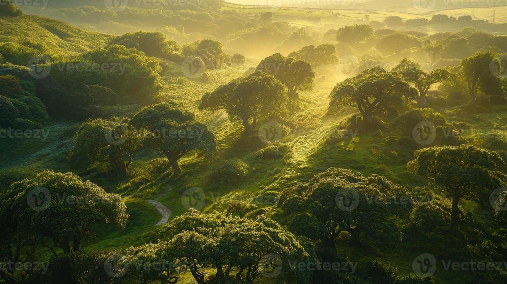 The sun shines through the trees in a green valley photo