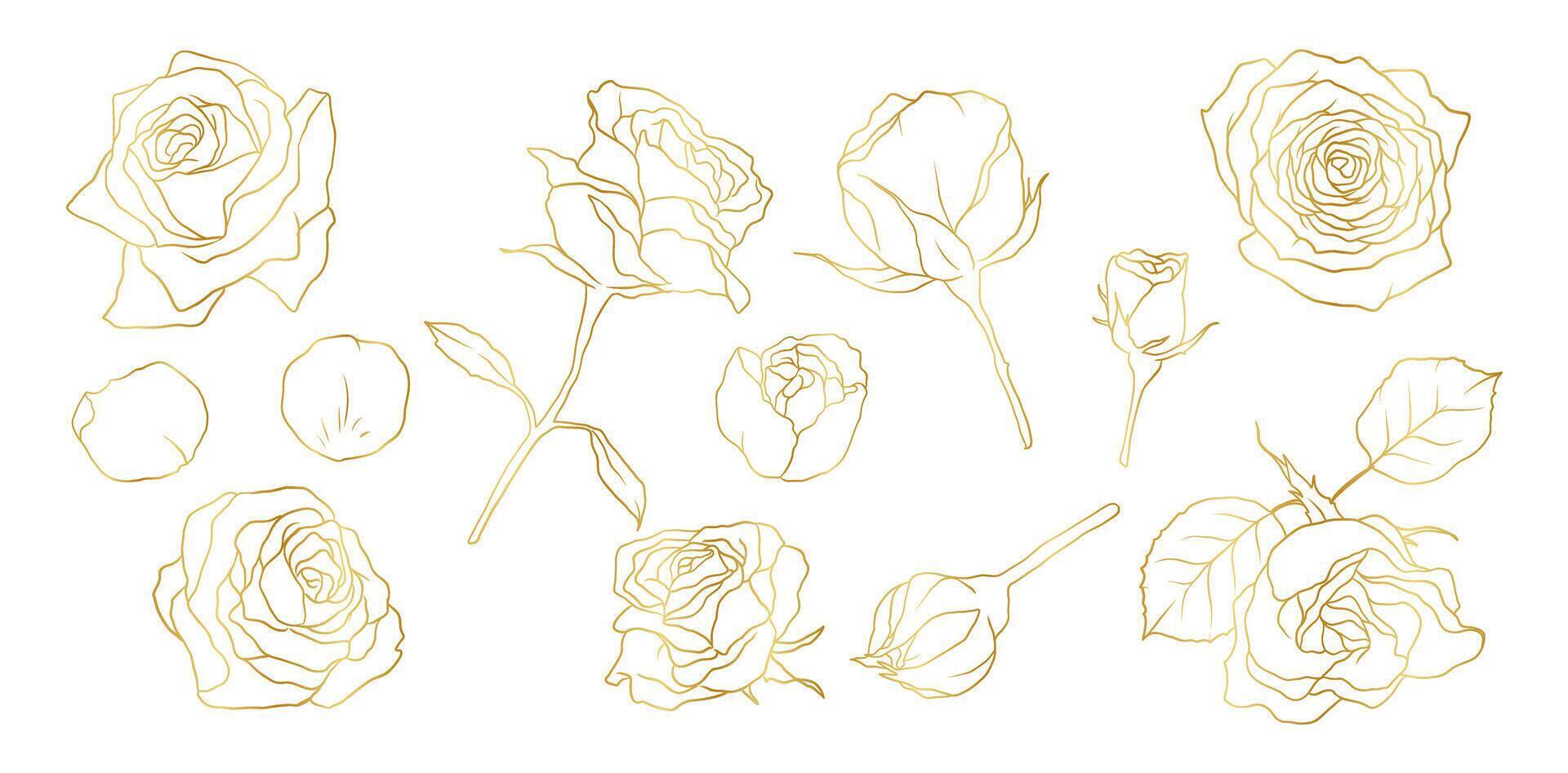 Hand drawn rose flower golden line art illustration with floral botanical elements nature outline and sketch style vector
