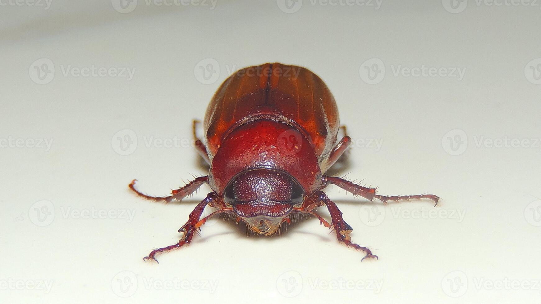 A brown beetle with a reddish hue is captured in sharp detail, its oval-shaped body and intricate leg details clearly visible against a light background photo