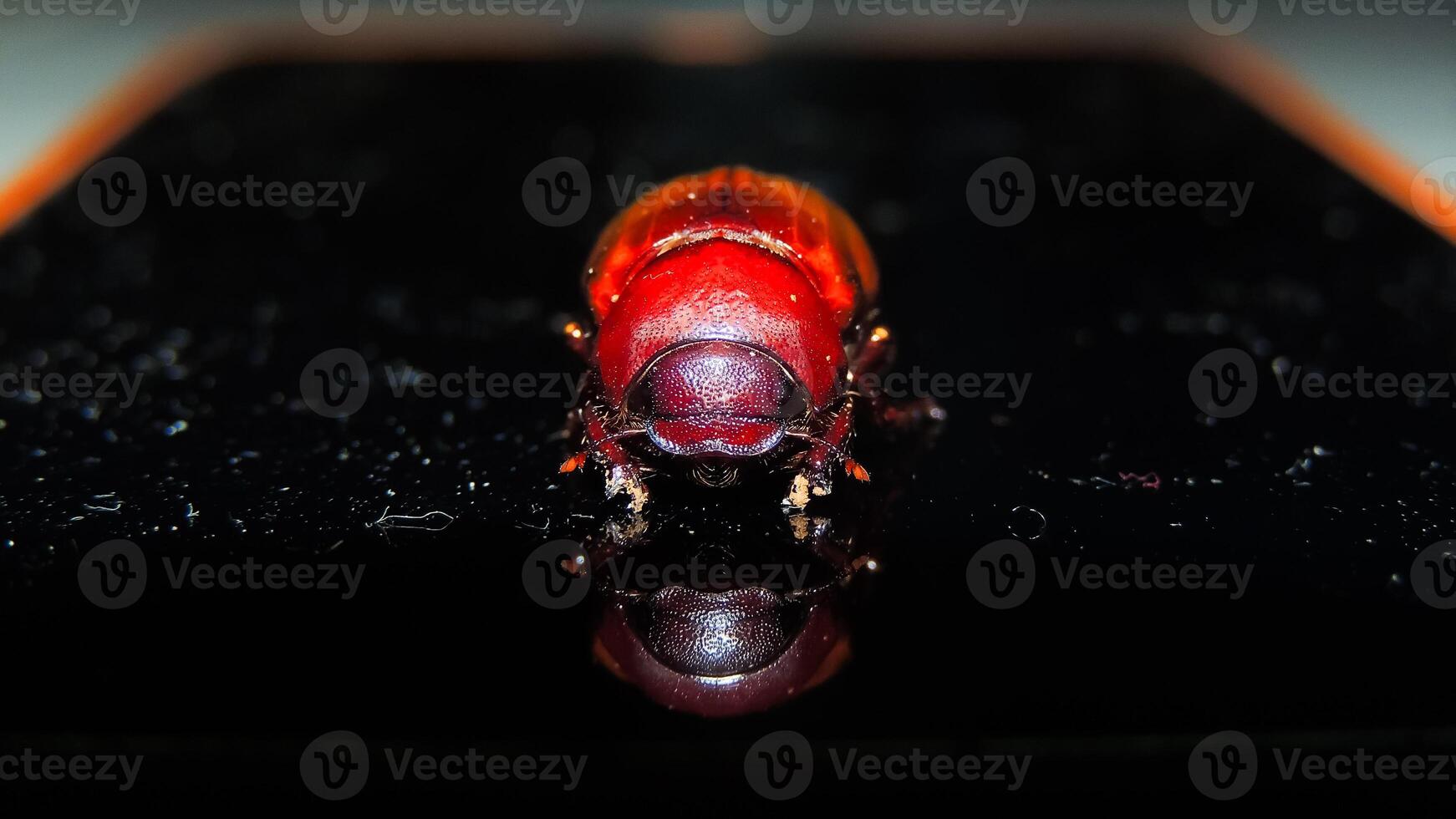 A vibrant red and black beetle with a distinctive white spot is captured in sharp detail, its glossy shell and intricate patterns highlighted against a dark background photo
