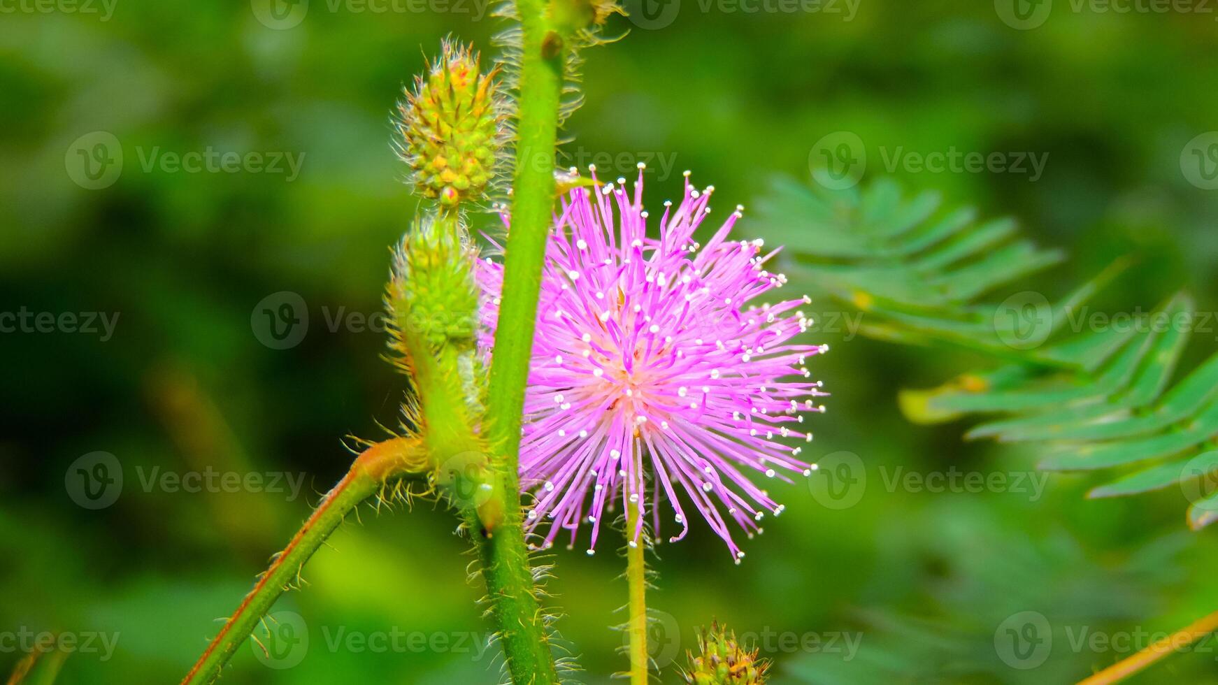 A vibrant pink Mimosa pudica flower, also known as the sensitive plant, blooms in the lush green foliage. Its delicate, ball-shaped blossom is a striking contrast against the verdant leaves. photo
