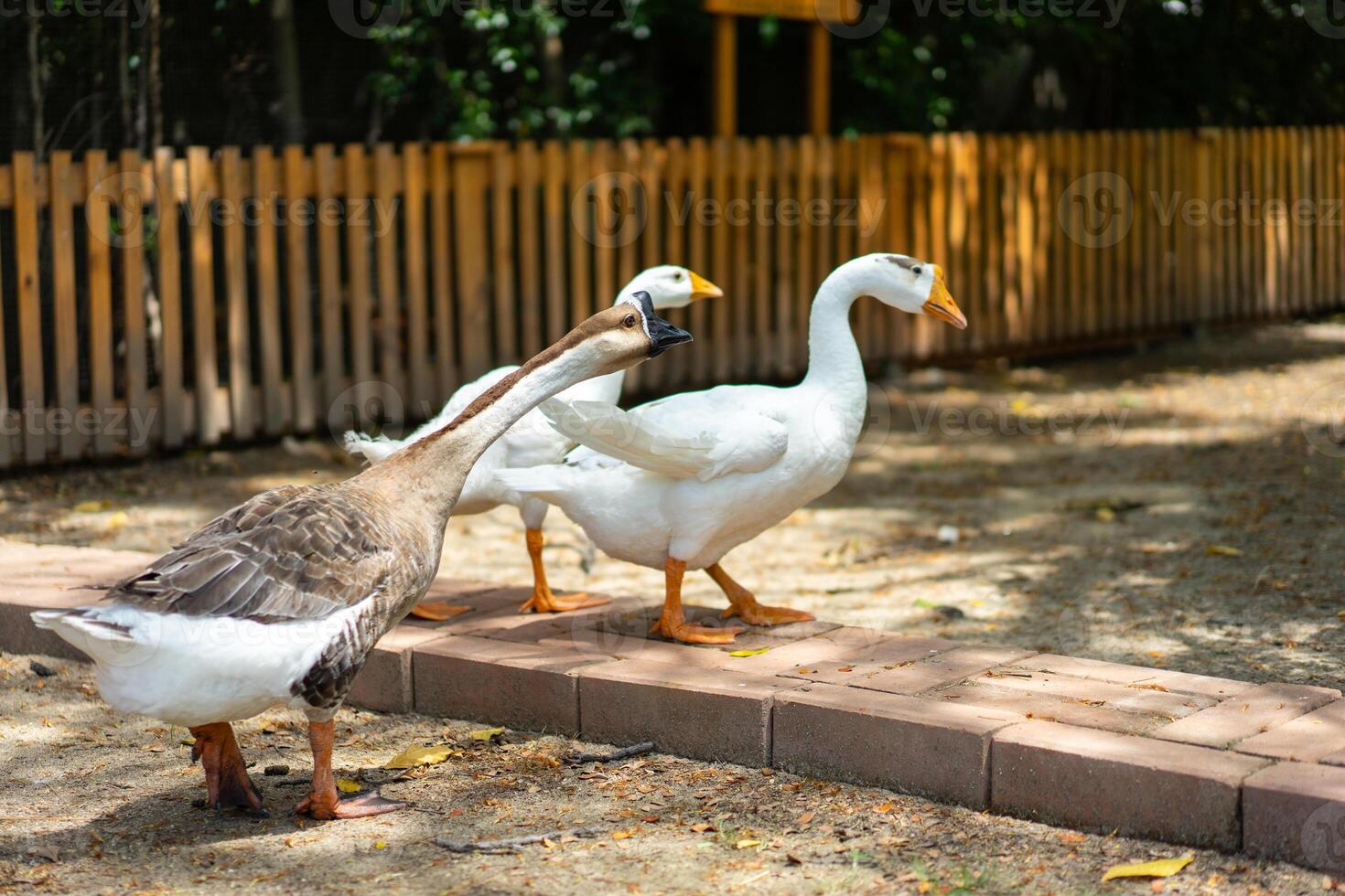 The White Goose with Brown Goose lives on the ground photo